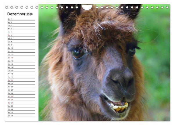 Produktbild: Alpakas und Lamas (Wandkalender 2026 DIN A4 quer), CALVENDO Monatskalender
