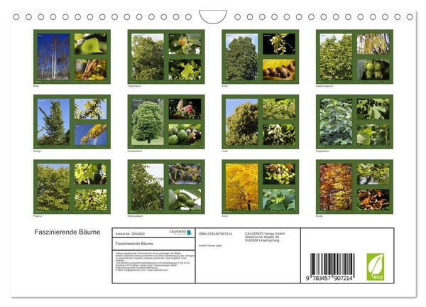 Produktbild: Faszinierende B&auml;ume (Wandkalender 2026 DIN A4 quer), CALVENDO Monatskalender
