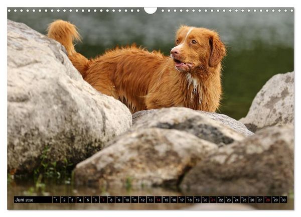 Produktbild: Nova Scotia Duck Tolling Retriever (Wandkalender 2026 DIN A3 quer), CALVENDO Monatskalender
