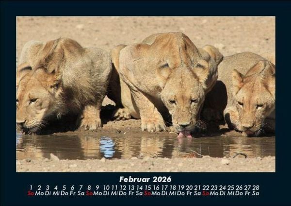 Produktbild: L&ouml;wen in der Wildnis 2026 Fotokalender DIN A5