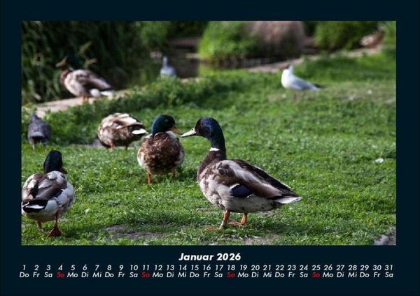 Produktbild: Enten 2026 Fotokalender DIN A4