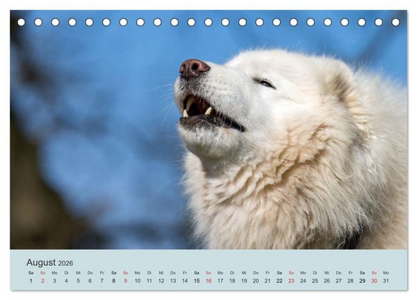 Produktbild: Samojeden - Liebenswerte Fellkugeln (Tischkalender 2026 DIN A5 quer), CALVENDO Monatskalender