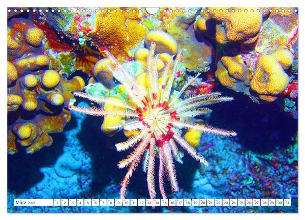 Produktbild: Geheimnisvolle Welt unter Wasser - Nachts am Riff (Wandkalender 2027 DIN A3 quer), CALVENDO Monatskalender