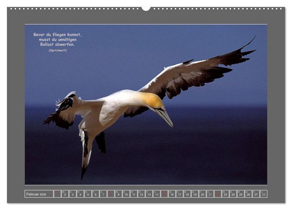Produktbild: Naturwunder Neuseeland - in Bild und Text (Wandkalender 2026 DIN A2 quer), CALVENDO Monatskalender