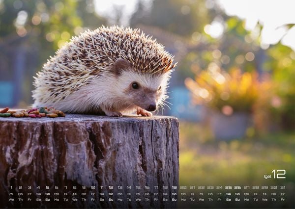 Produktbild: Waldtiere - Heimische Waldbewohner - Der Tierkalender - 2027 - Kalender DIN A3