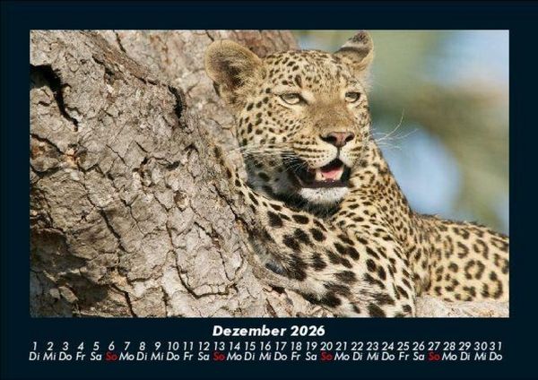 Produktbild: Tiere in der Wildnis 2026 Fotokalender DIN A5