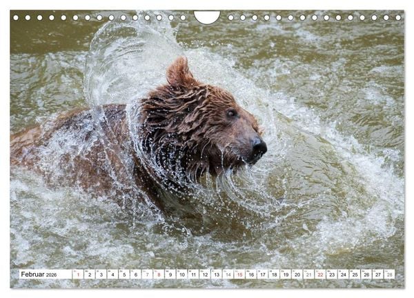 Produktbild: Emotionale Momente: Raubtiere in Deutschland (Wandkalender 2026 DIN A4 quer), CALVENDO Monatskalender