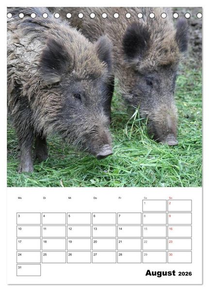 Produktbild: Der wildschweinische Terminplaner (Tischkalender 2026 DIN A5 hoch), CALVENDO Monatskalender