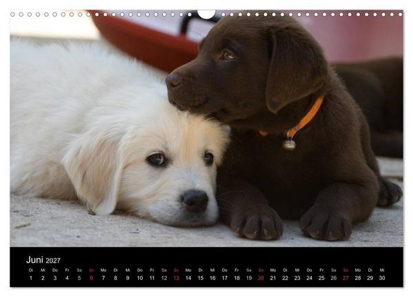 Produktbild: Hundewelpen (Wandkalender 2027 DIN A3 quer), CALVENDO Monatskalender