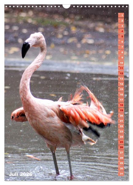 Produktbild: Rosarote Flamingo (Wandkalender 2026 DIN A3 hoch), CALVENDO Monatskalender