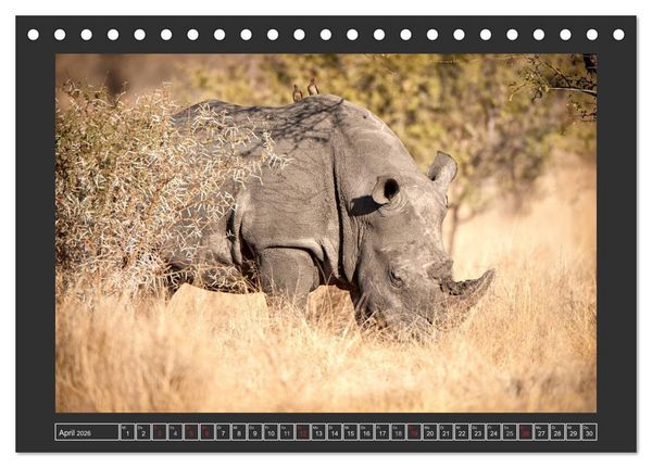 Produktbild: Das Wei&szlig;e Nashorn (Tischkalender 2026 DIN A5 quer), CALVENDO Monatskalender