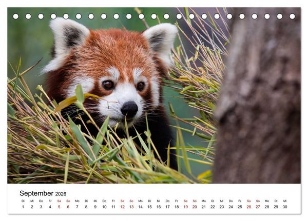 Produktbild: Rote Pandas - geschickte Kletterer (Tischkalender 2026 DIN A5 quer), CALVENDO Monatskalender