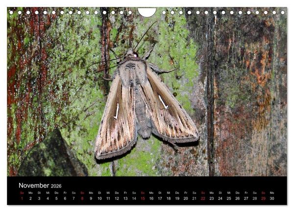 Produktbild: Nachtfalter - Unbekannte Sch&ouml;nheiten (Wandkalender 2026 DIN A4 quer), CALVENDO Monatskalender