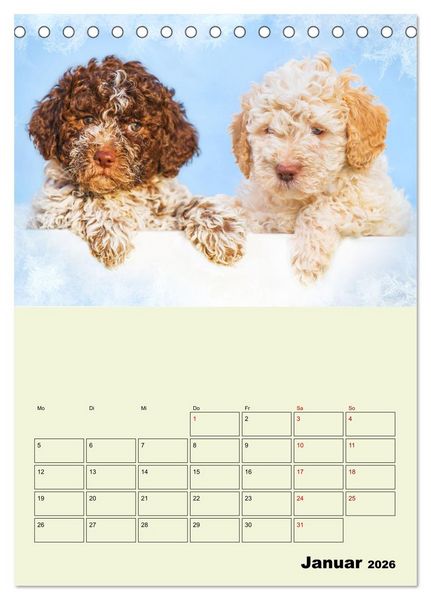 Produktbild: Lagotto Romagnolo - Der Tr&uuml;ffelhund Italiens - Planer (Tischkalender 2026 DIN A5 hoch), CALVENDO Monatskalender