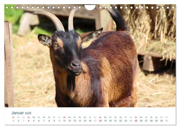 Produktbild: Tierisches Leben auf dem Bauernhof 2026 (Wandkalender 2026 DIN A4 quer), CALVENDO Monatskalender