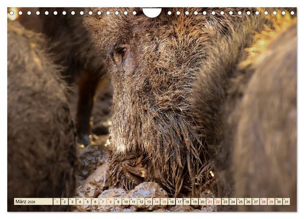 Produktbild: Unverwechselbar - Wildschwein (Wandkalender 2026 DIN A4 quer), CALVENDO Monatskalender