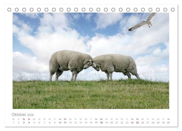 Produktbild: Nordsee Schafe (Tischkalender 2026 DIN A5 quer), CALVENDO Monatskalender