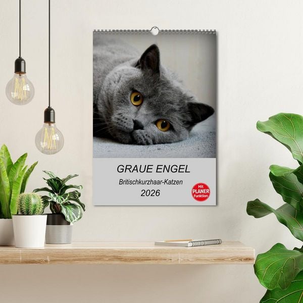 Produktbild: Graue Engel - Britischkurzhaar-Katzen (Wandkalender 2026 DIN A3 hoch), CALVENDO Monatskalender