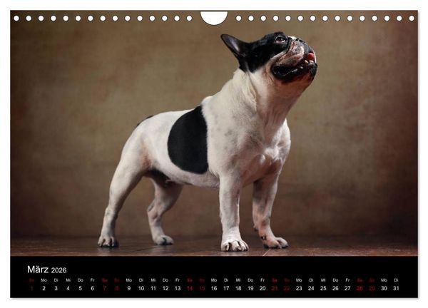 Produktbild: Charme auf vier Pfoten - Franz&ouml;sische Bulldoggen Portraits (Wandkalender 2026 DIN A4 quer), CALVENDO Monatskalender