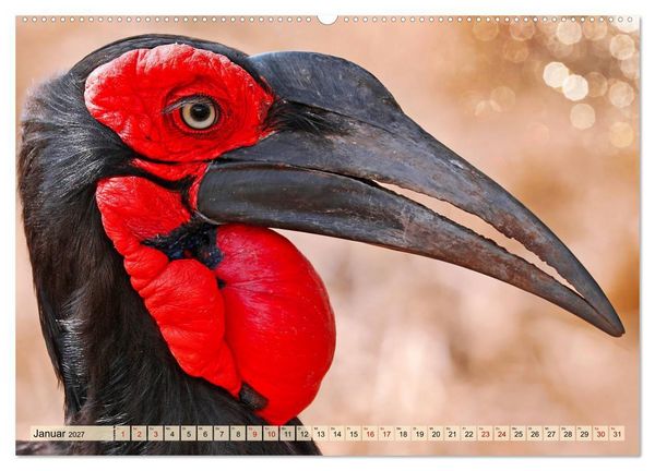 Produktbild: Afrikas Vogelwelt 2027 (Wandkalender 2027 DIN A2 quer), CALVENDO Monatskalender
