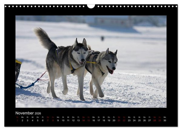Produktbild: Huskys im Schnee (Wandkalender 2026 DIN A3 quer), CALVENDO Monatskalender