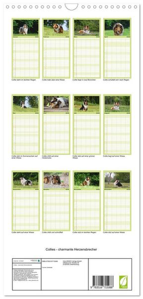 Produktbild: Familienplaner 2026 - Collies - charmante Herzensbrecher mit 5 Spalten (Wandkalender, 21 x 45 cm) CALVENDO