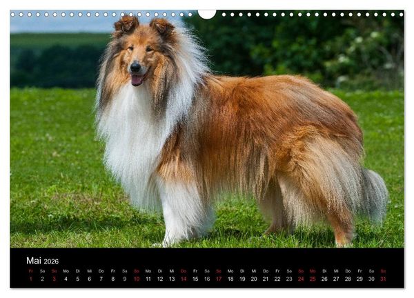 Produktbild: Faszination Collie 2026 (Wandkalender 2026 DIN A3 quer), CALVENDO Monatskalender