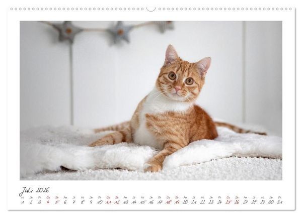 Produktbild: Zauberhafte rote K&auml;tzchen (hochwertiger Premium Wandkalender 2026 DIN A2 quer), Kunstdruck in Hochglanz