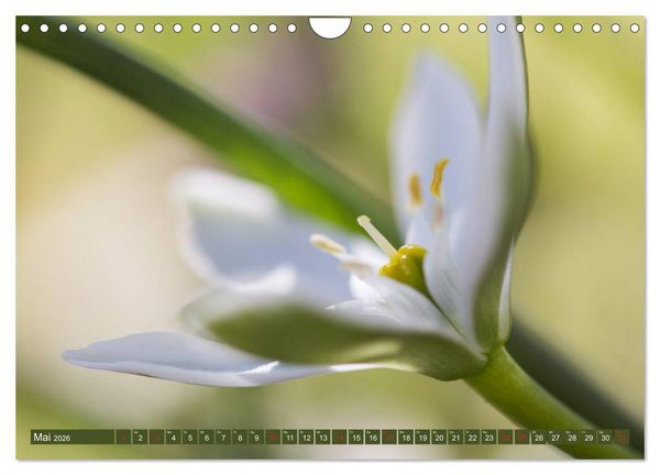 Produktbild: Die Natur hautnah (Wandkalender 2026 DIN A4 quer), CALVENDO Monatskalender