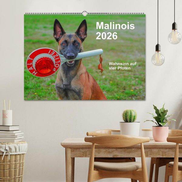 Produktbild: Malinois - Wahnsinn auf vier Pfoten (Wandkalender 2026 DIN A2 quer), CALVENDO Monatskalender