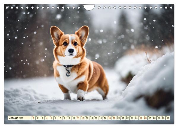 Welsh Corgi Pembroke (Wandkalender 2025 DIN A4 quer), CALVENDO Monatskalender