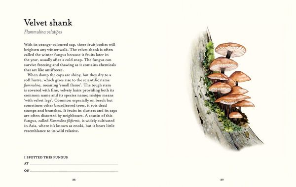 Produktbild: The Fungi Spotter's Guide