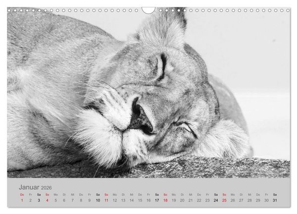 Produktbild: Die Seelen der wilden Tiere (Wandkalender 2026 DIN A3 quer), CALVENDO Monatskalender