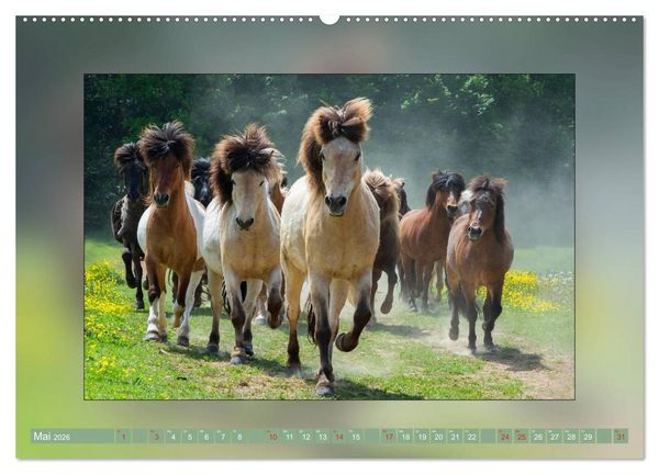 Produktbild: Pferde Vom Minishetty bis zum Kaltblut (Wandkalender 2026 DIN A2 quer), CALVENDO Monatskalender