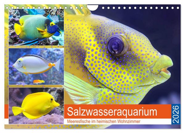 Produktbild: Salzwasseraquarium. Meeresfische im heimischen Wohnzimmer (Wandkalender 2026 DIN A4 quer), CALVENDO Monatskalender