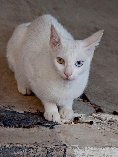 Produktbild: CALVENDO Puzzle Katze der Rasse T&uuml;rkisch Angora | 1000 Teile Lege-Gr&ouml;&szlig;e 64x48cm Foto-Puzzle f&uuml;r gl&uuml;ckliche Stunden