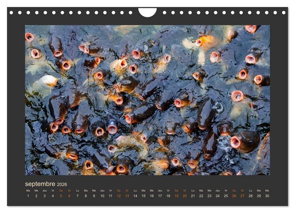 Produktbild: Japon, le pays fascinant et subtil (Calendrier mural 2026 DIN A4 vertical), CALVENDO calendrier mensuel