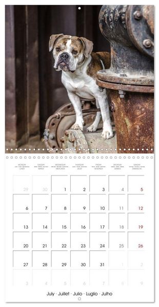 Produktbild: City dogs in the landscape park (Wall Calendar 2026 12 &times; 12 Inch) CALVENDO 12 Month Wall Calendar