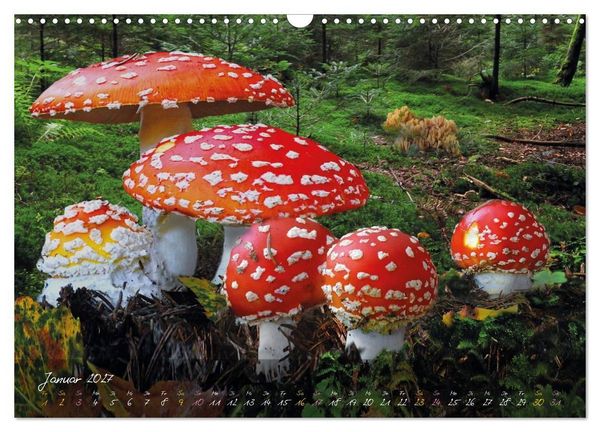 Produktbild: Pilze - die Stars der Waldb&uuml;hne (Wandkalender 2027 DIN A3 quer), CALVENDO Monatskalender