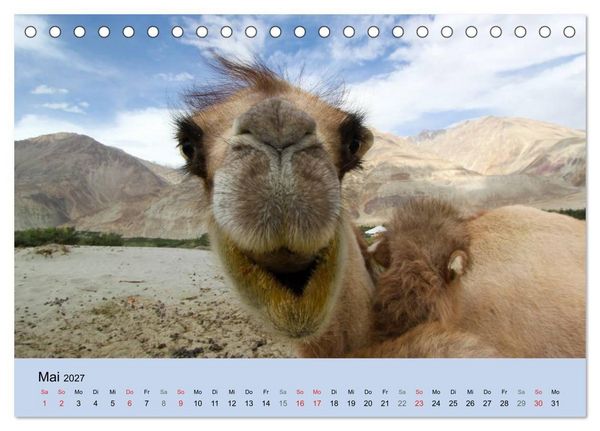 Produktbild: Kamel Portr&auml;t (Tischkalender 2027 DIN A5 quer), CALVENDO Monatskalender