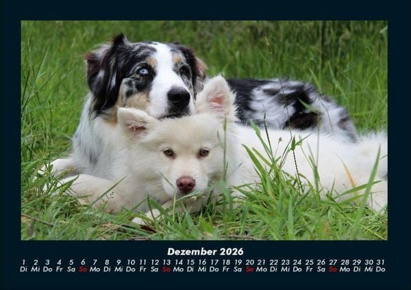 Produktbild: Der Hundekalender 2026 Fotokalender DIN A4