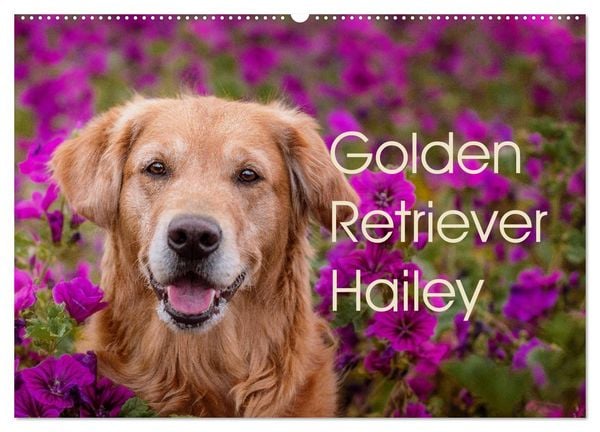 Produktbild: Golden Retriever Hailey Fotokalender (Wandkalender 2026 DIN A2 quer), CALVENDO Monatskalender