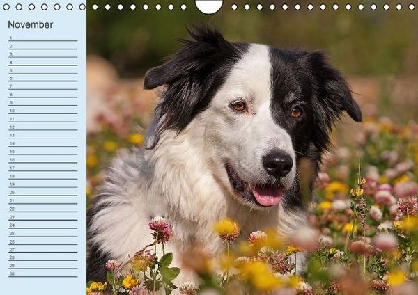 Produktbild: Der Border Collie Geburtstagskalender (Wandkalender immerw&auml;hrend DIN A4 quer)