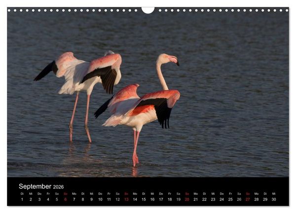 Produktbild: Flamingos der Camargue 2026 (Wandkalender 2026 DIN A3 quer), CALVENDO Monatskalender