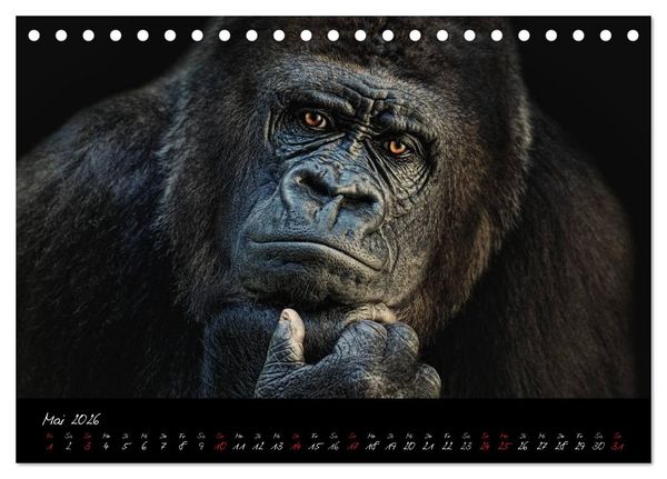 Produktbild: Gorilla (Tischkalender 2026 DIN A5 quer), CALVENDO Monatskalender