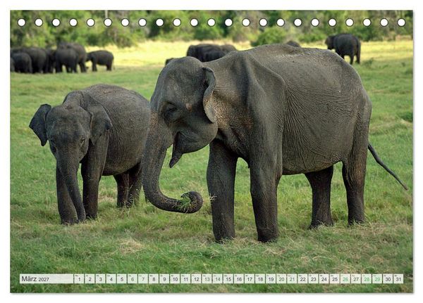 Produktbild: Verliebt in Sri Lanka (Tischkalender 2027 DIN A5 quer), CALVENDO Monatskalender