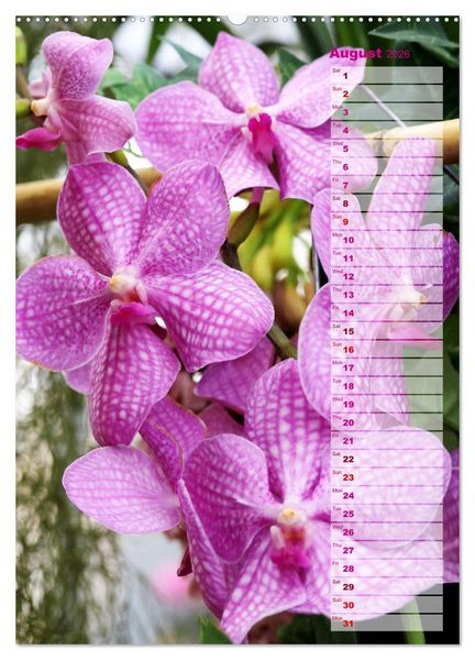 Produktbild: Orchids - Infinite Variety (Wall Calendar 2026 DIN A2 portrait), CALVENDO 12 Month Wall Calendar