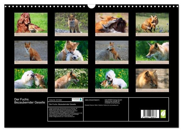 Produktbild: Der Fuchs. Bezaubernder Geselle (Wandkalender 2026 DIN A3 quer), CALVENDO Monatskalender