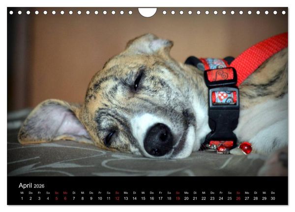 Produktbild: Whippet 2026 (Wandkalender 2026 DIN A4 quer), CALVENDO Monatskalender