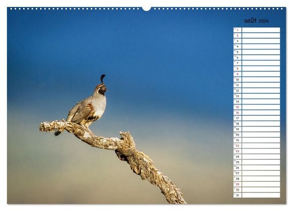 Produktbild: Arizona, une rencontre avec la nature (Calendrier mural 2026 DIN A2 vertical) calendrier de bureau
